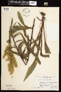 thumbnail image of current specimen