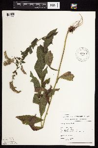 Solidago ulmifolia var. ulmifolia image