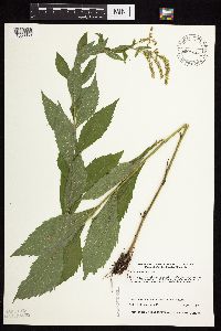 Solidago ulmifolia image