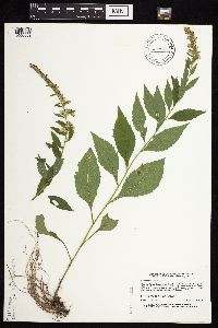 Solidago ulmifolia image