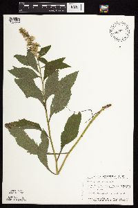 Solidago ulmifolia image