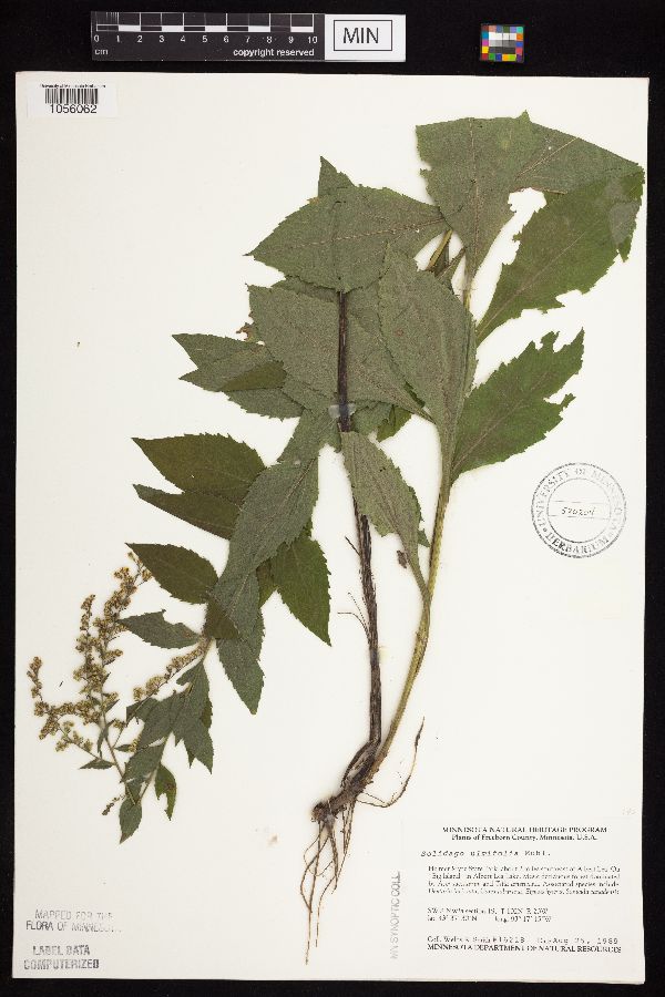 Solidago ulmifolia image