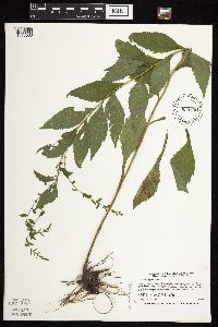 Solidago ulmifolia image