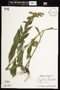 Solidago ulmifolia image