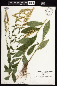 Solidago ulmifolia image