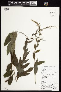 Solidago ulmifolia var. ulmifolia image