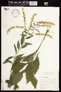 Solidago ulmifolia var. ulmifolia image
