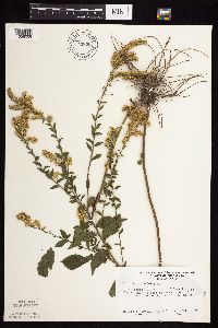 Solidago ulmifolia var. ulmifolia image