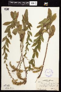 Solidago ulmifolia var. ulmifolia image