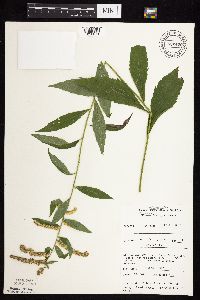 Solidago ulmifolia var. ulmifolia image