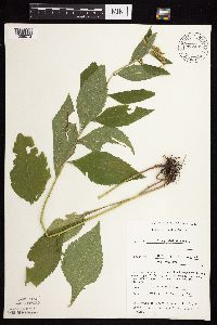 Solidago ulmifolia var. ulmifolia image