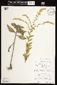 Solidago ulmifolia var. ulmifolia image