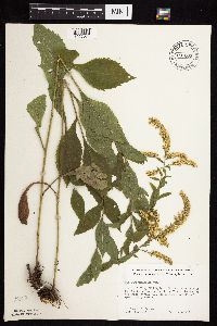 Solidago ulmifolia var. ulmifolia image