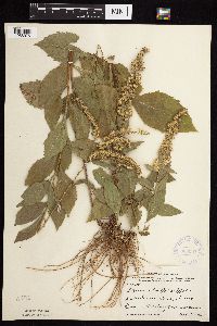 Solidago ulmifolia var. ulmifolia image