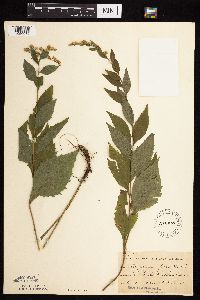Solidago ulmifolia var. ulmifolia image