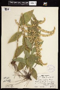 Solidago ulmifolia var. ulmifolia image