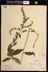 Solidago ulmifolia var. ulmifolia image