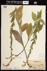 Solidago ulmifolia var. ulmifolia image