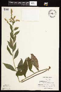 Solidago ulmifolia var. ulmifolia image