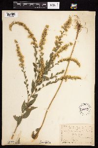 Solidago ulmifolia var. ulmifolia image