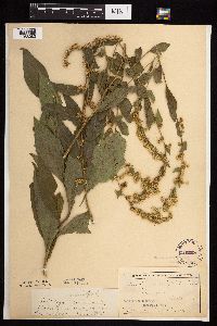 Solidago ulmifolia var. ulmifolia image