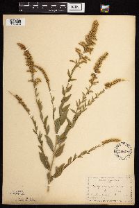 Solidago ulmifolia var. ulmifolia image