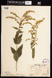 Solidago ulmifolia var. ulmifolia image