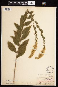 Solidago ulmifolia var. ulmifolia image