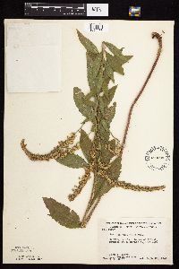 Solidago ulmifolia var. ulmifolia image