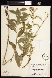 Solidago ulmifolia var. ulmifolia image