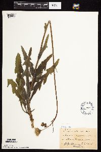 Sonchus arvensis subsp. arvensis image