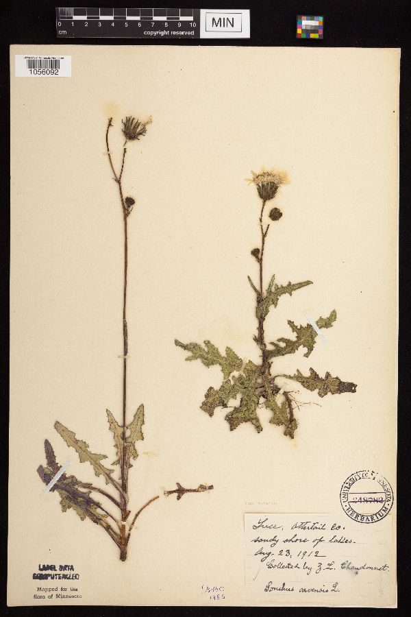 Sonchus arvensis subsp. arvensis image