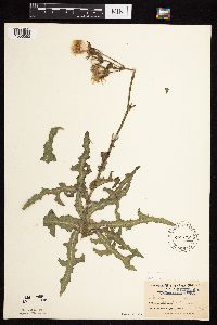 Sonchus arvensis subsp. arvensis image