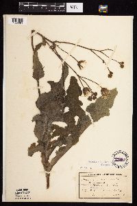 Sonchus arvensis image