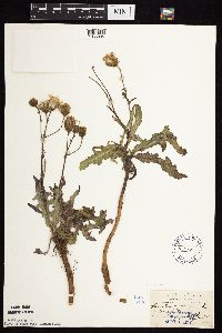 Sonchus arvensis subsp. arvensis image