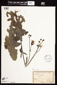 Sonchus arvensis subsp. arvensis image
