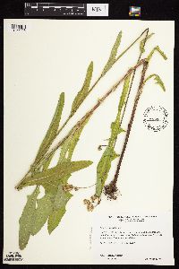 Sonchus arvensis image