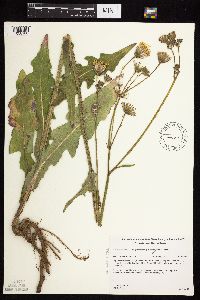 Sonchus arvensis image