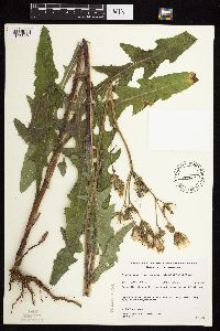 Sonchus arvensis image