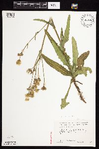 Sonchus arvensis image