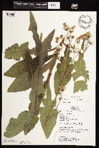 Sonchus arvensis image