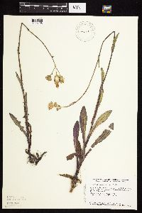 Sonchus arvensis image
