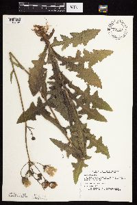 Sonchus arvensis image