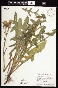 Sonchus arvensis image