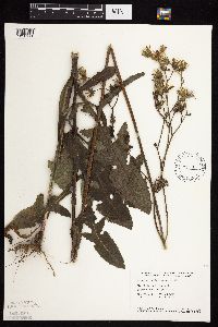 Sonchus arvensis image