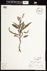 Sonchus arvensis image