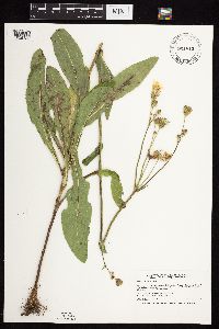 Sonchus arvensis subsp. uliginosus image