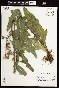 Sonchus arvensis image