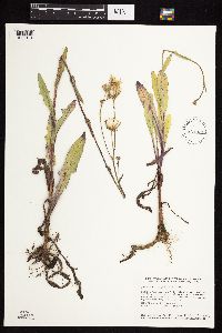 Sonchus arvensis image