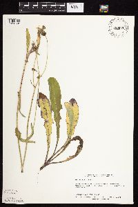 Sonchus arvensis image